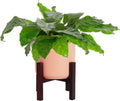 Costa Farms Calathea Network Live Indoor Plant, Tropical Houseplant Potted in Indoor Garden Plant Pot, Potting Soil Mix, Natural Air Purifier, Room and Home Decor, 12-Inches Tall