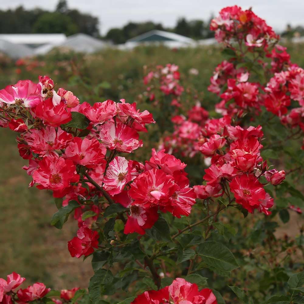 Climbing Rose Plant - Red and White Rose Bush for Outdoor Planting B134