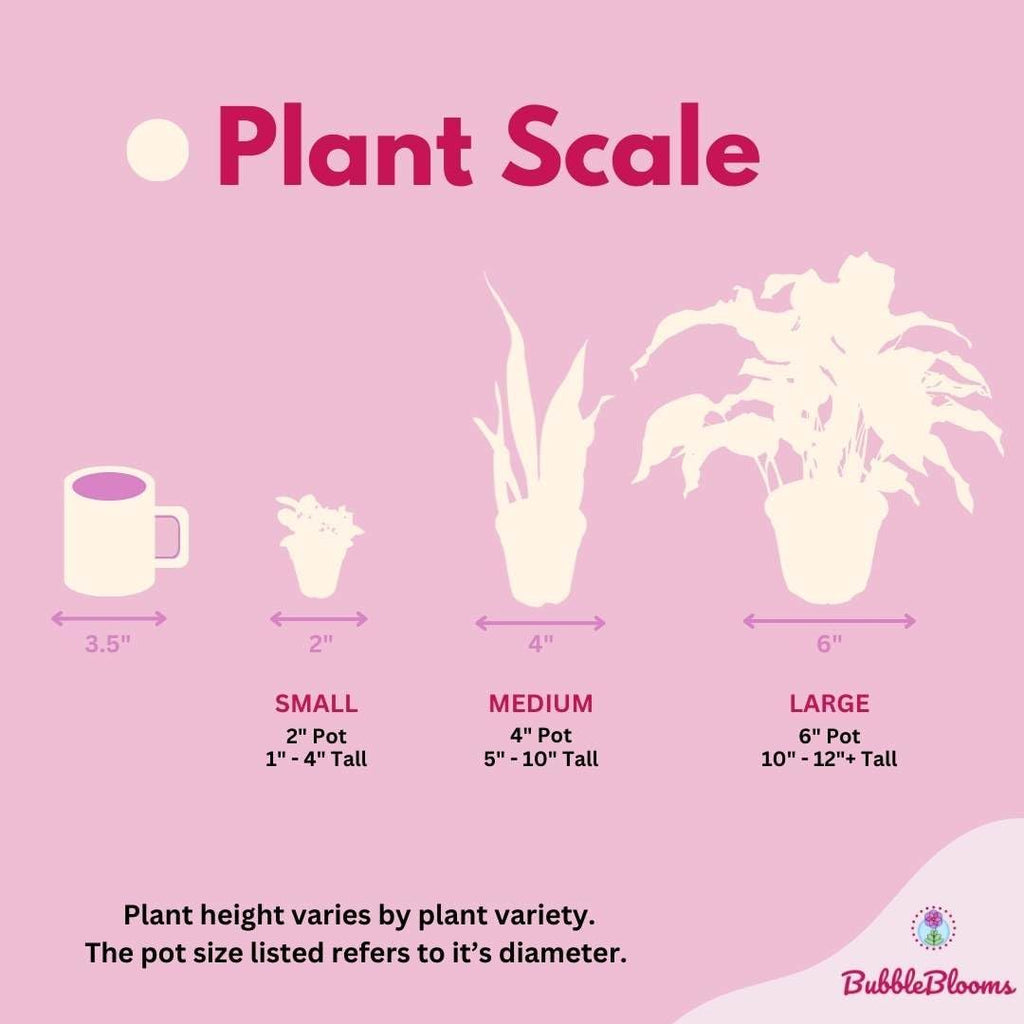 Calathea White Star in 4 Inch Pot Z3442