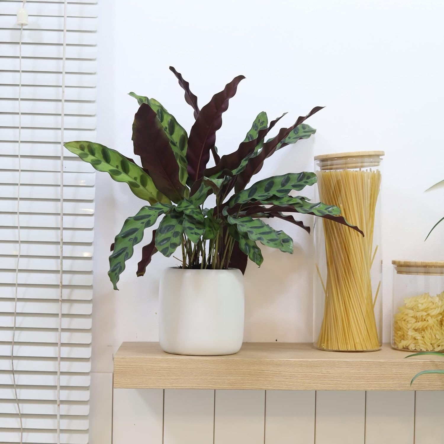 Rattlesnake Plant in 4" Grower Pot G14937