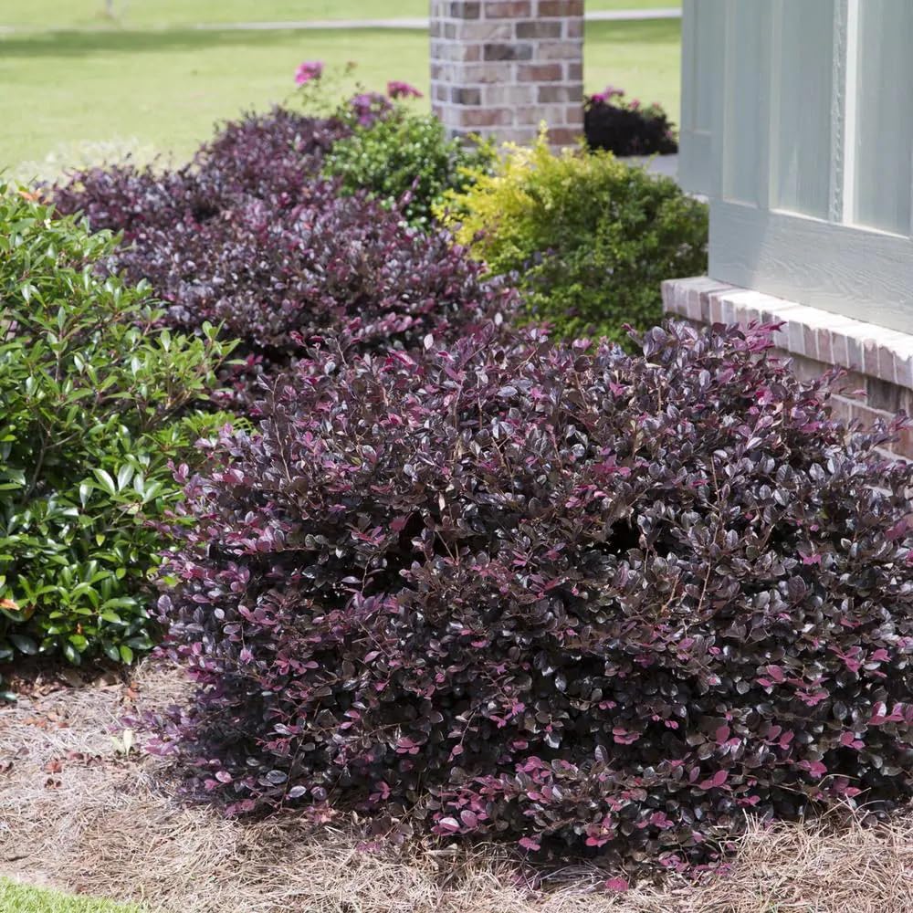 Sunshine Ligustrum and Purple Diamond Loropetalum Evergreen Shrub Bundle N454