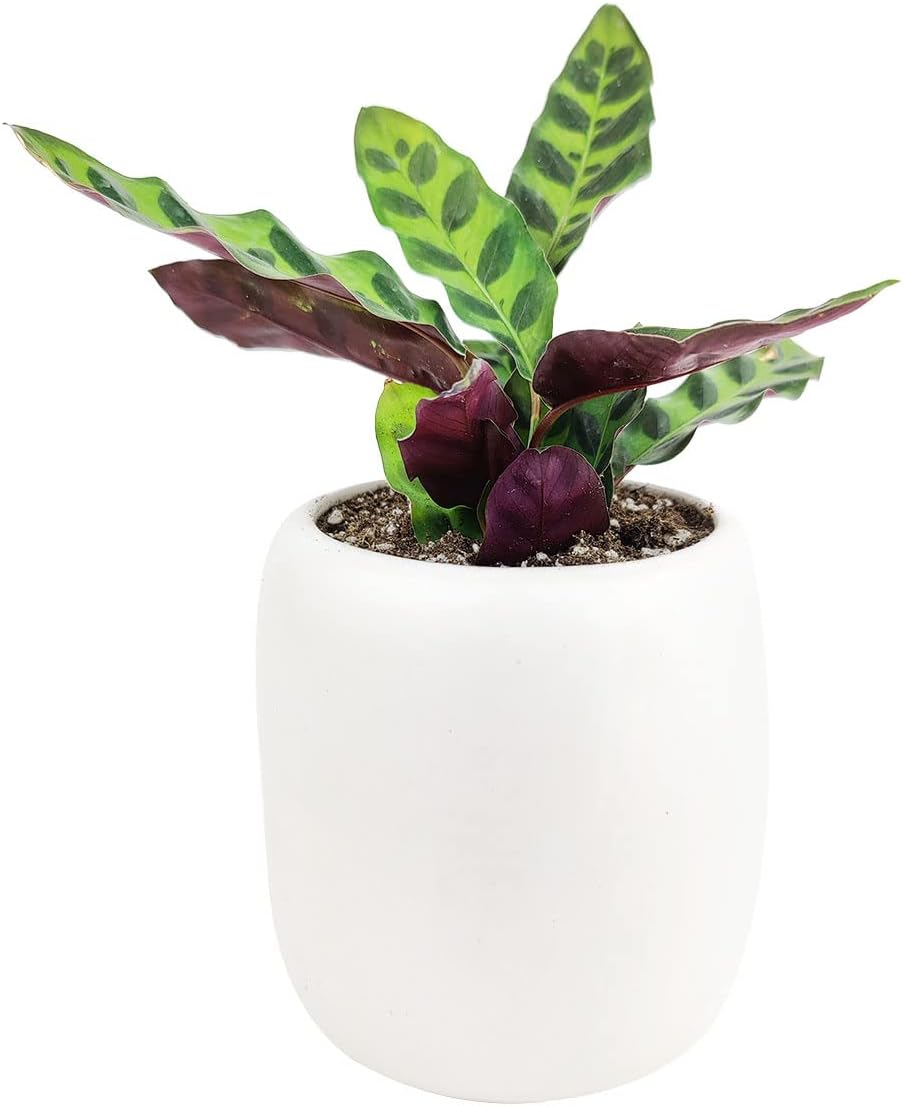Rattlesnake Plant in 4" Grower Pot G14937