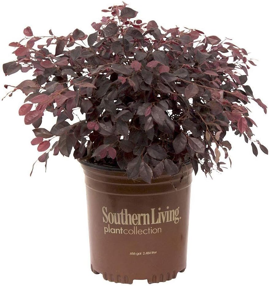 Sunshine Ligustrum and Purple Diamond Loropetalum Evergreen Shrub Bundle N454