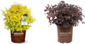 Southern Living Sunshine Ligustrum 2 Gallon and Purple Diamond Loropetalum (2.5 Quart) Flowering Evergreen Shrub Bundle
