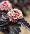 Fireside® Ninebark