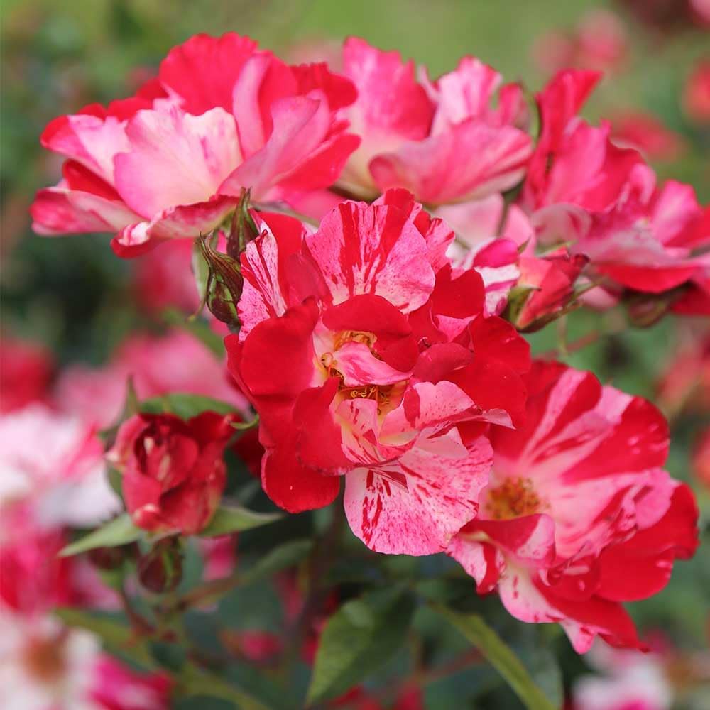 Climbing Rose Plant - Red and White Rose Bush for Outdoor Planting B134