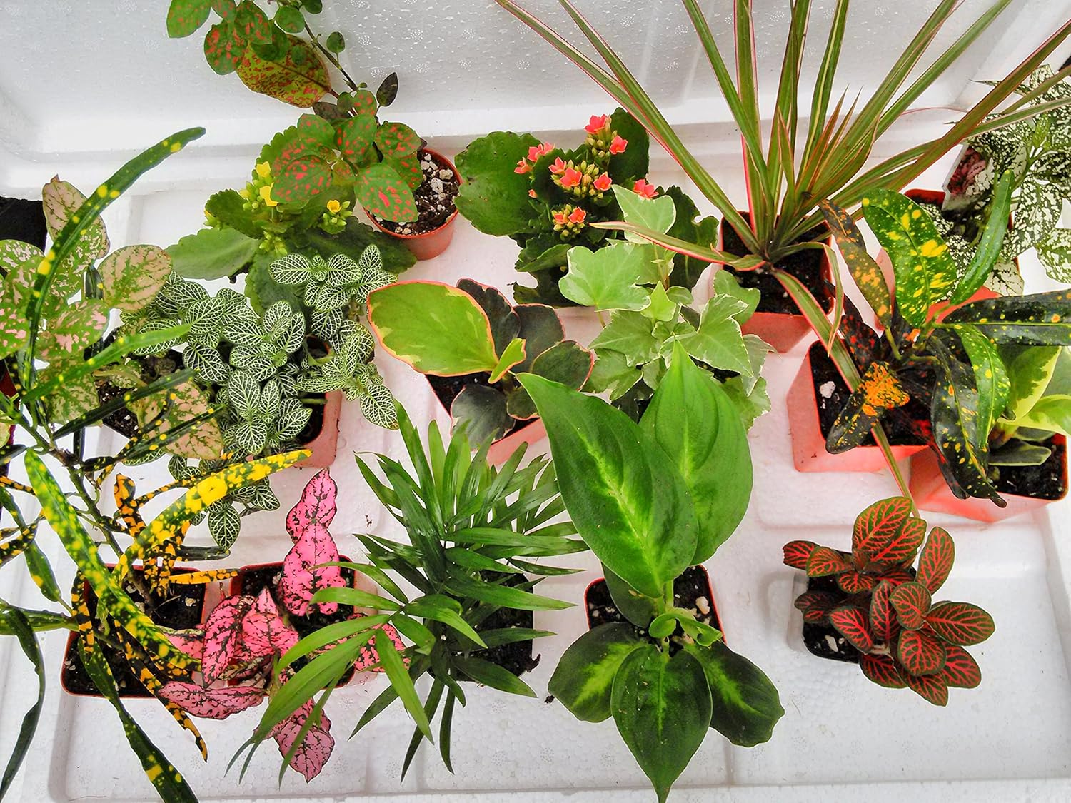 Terrarium & Fairy Garden Plants - 6 Plants, 4 to 6 Inches Tall Q31475