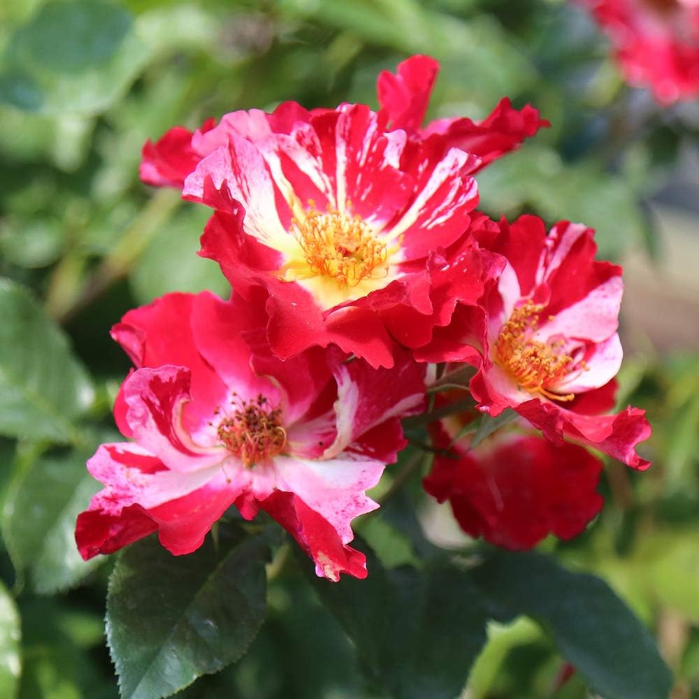 Climbing Rose Plant - Red and White Rose Bush for Outdoor Planting B134