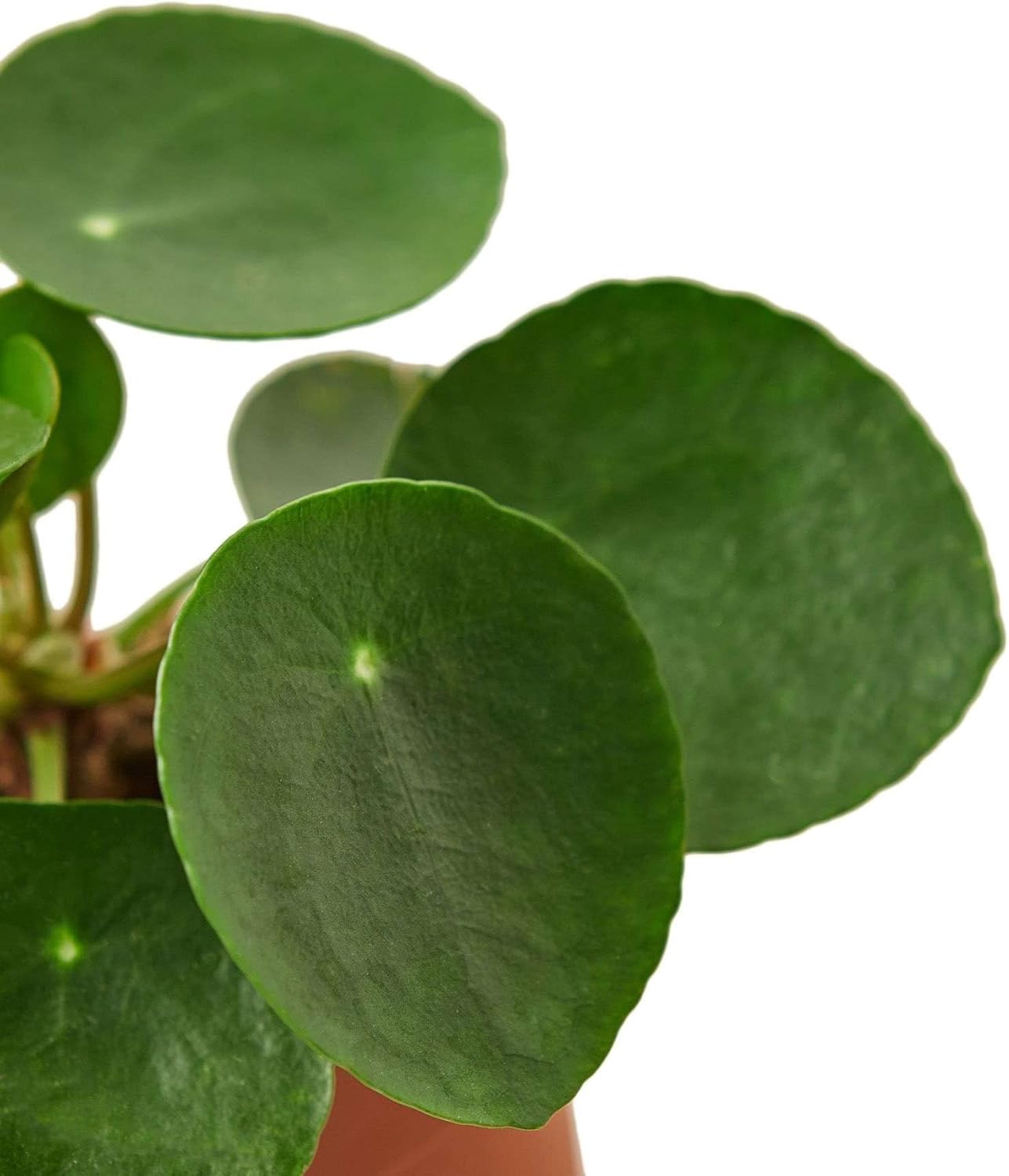 Chinese Money Plant in 4" or 6" Pot, Live Indoor Houseplant R130438