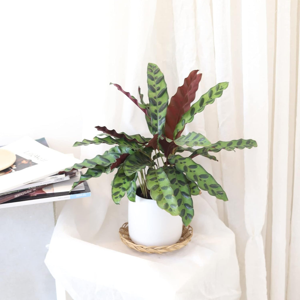 Rattlesnake Plant in 4" Grower Pot G14937