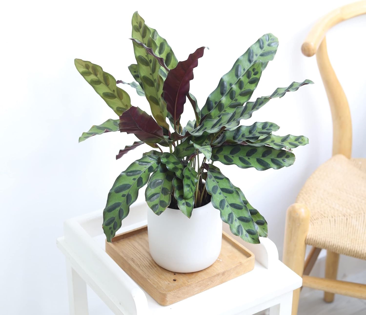 Rattlesnake Plant in 4" Grower Pot G14937