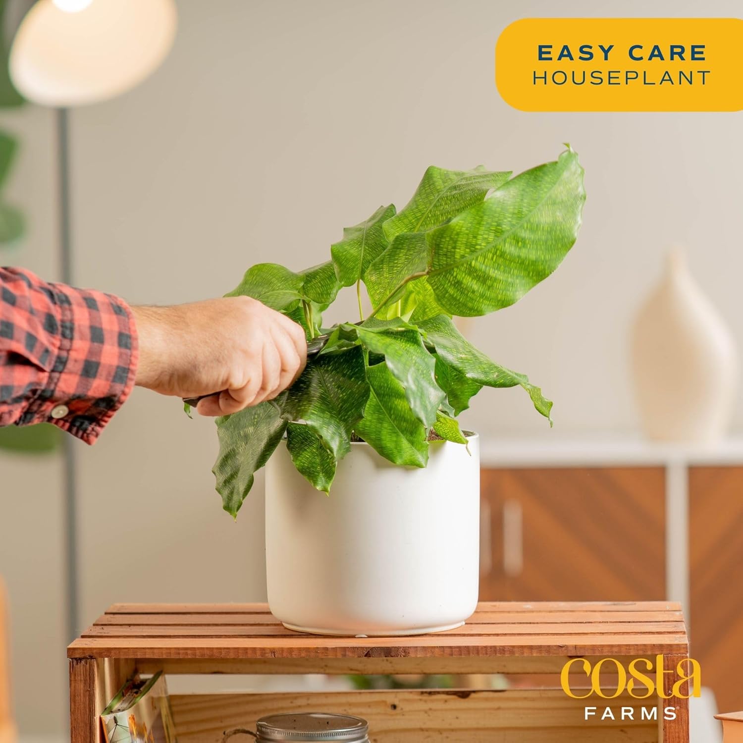Calathea Network Live Indoor Plant, Potted in Garden Pot, 12-Inches Tall H439225