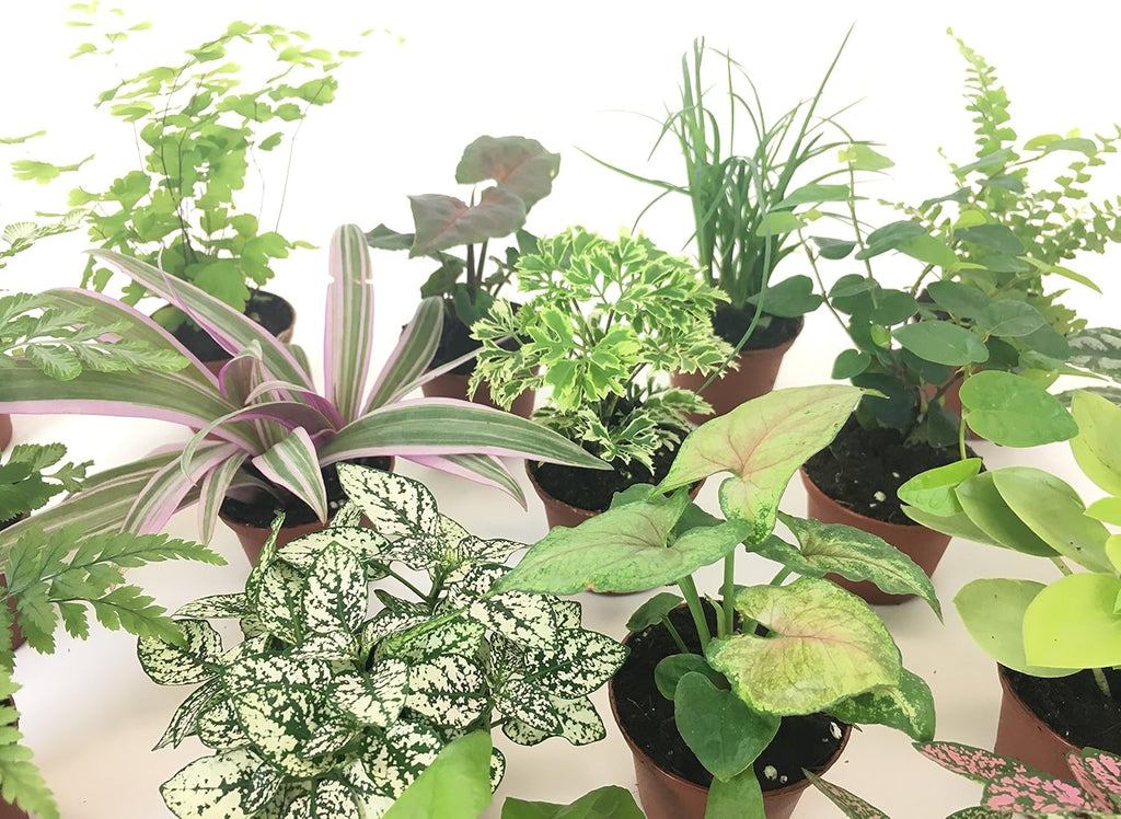 Mini Terrarium Plants (2 Plants, Assorted Varieties, 2" Pots) A841