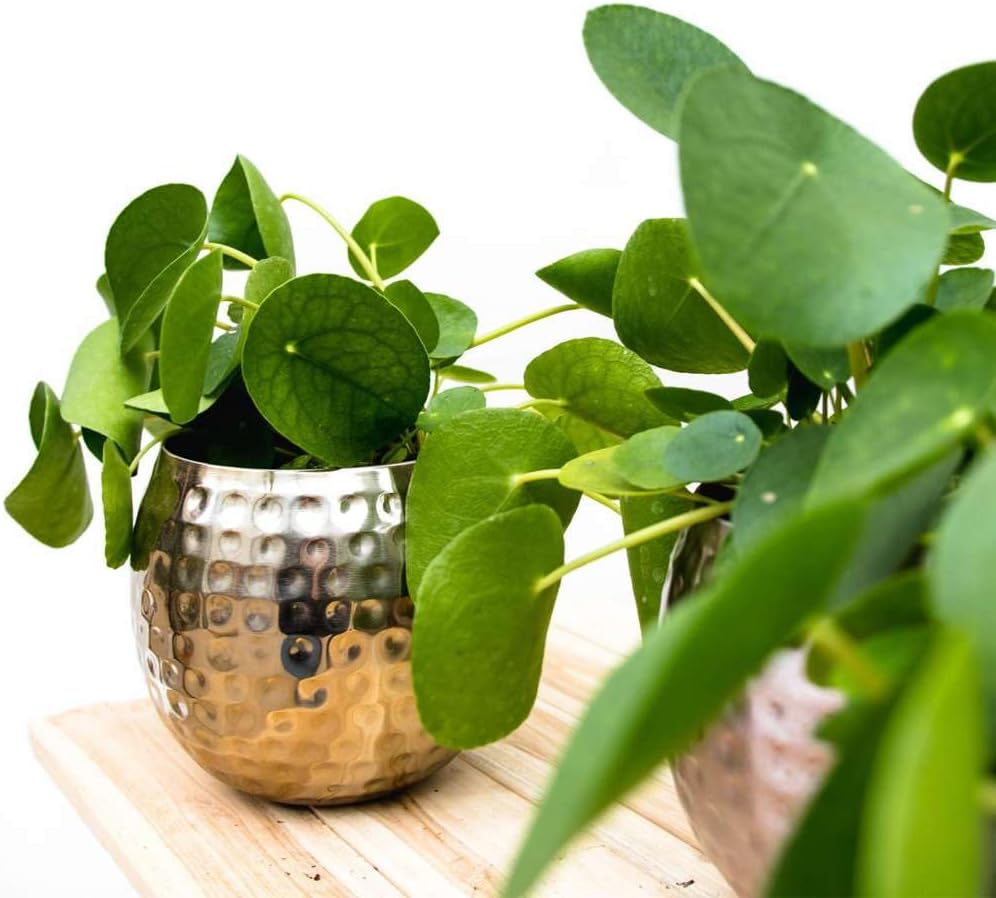Chinese Money Plant in 4" or 6" Pot, Live Indoor Houseplant R130438