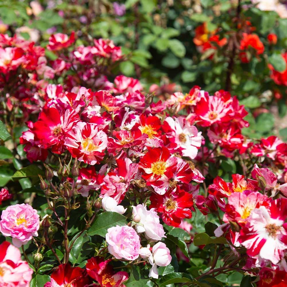 Climbing Rose Plant - Red and White Rose Bush for Outdoor Planting B134