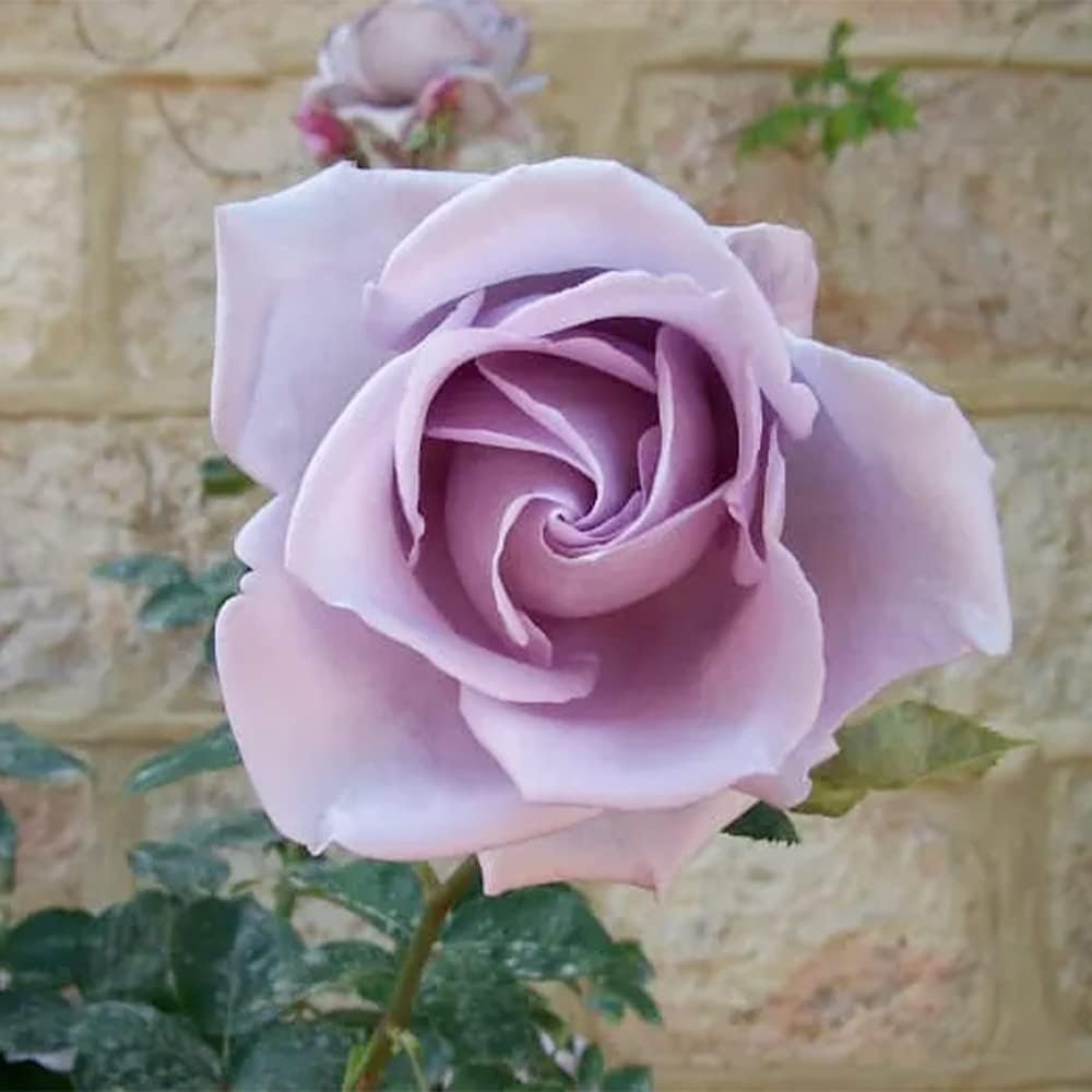 Sterling Silver Rose Seeds Fragrant Climbing Rosa Bush Vine Flower P94540