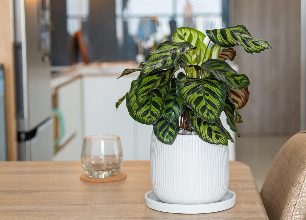 Calathea makoyana Live Houseplant in 4 Inch Pot N497732