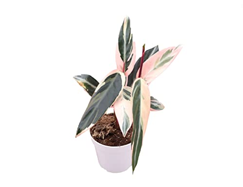 Calathea Indoor Plant, Live Houseplant 4 inch Grower's Pot (Triostar)