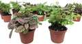 Mini Terrarium Plants (2 Plants) Fairy Garden Plants (Assorted Varieties) (2" Pots)