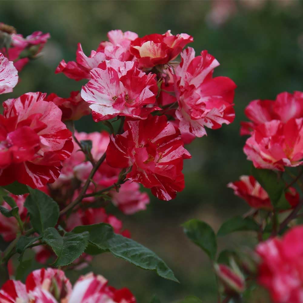 Climbing Rose Plant - Red and White Rose Bush for Outdoor Planting B134