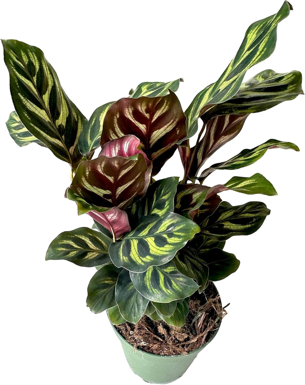 Calathea makoyana Live Houseplant in 4 Inch Pot N497732
