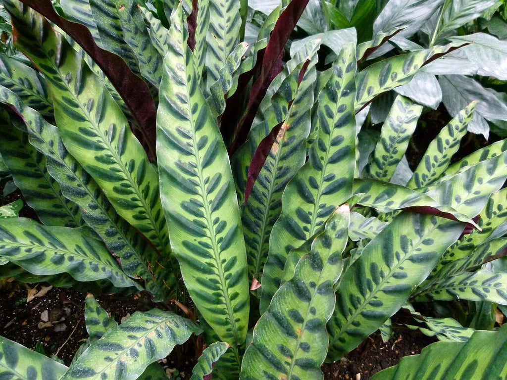 Calathea lancifolia House Plant - 4" Pot Q8878