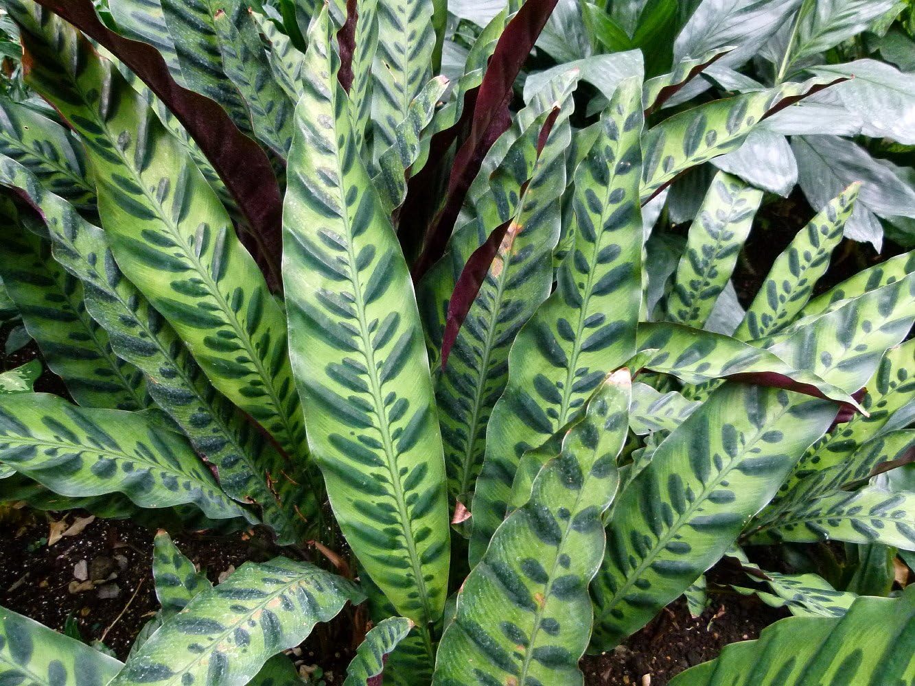 Calathea lancifolia House Plant - 4" Pot Q8878